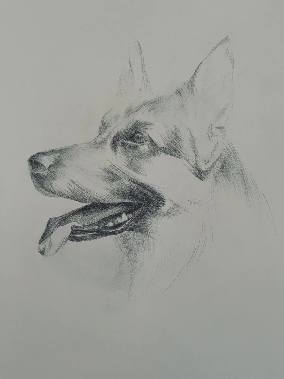 Berger, crayon sur papier