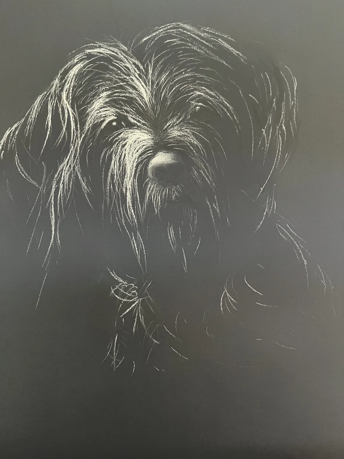 Chien, craie sur papier