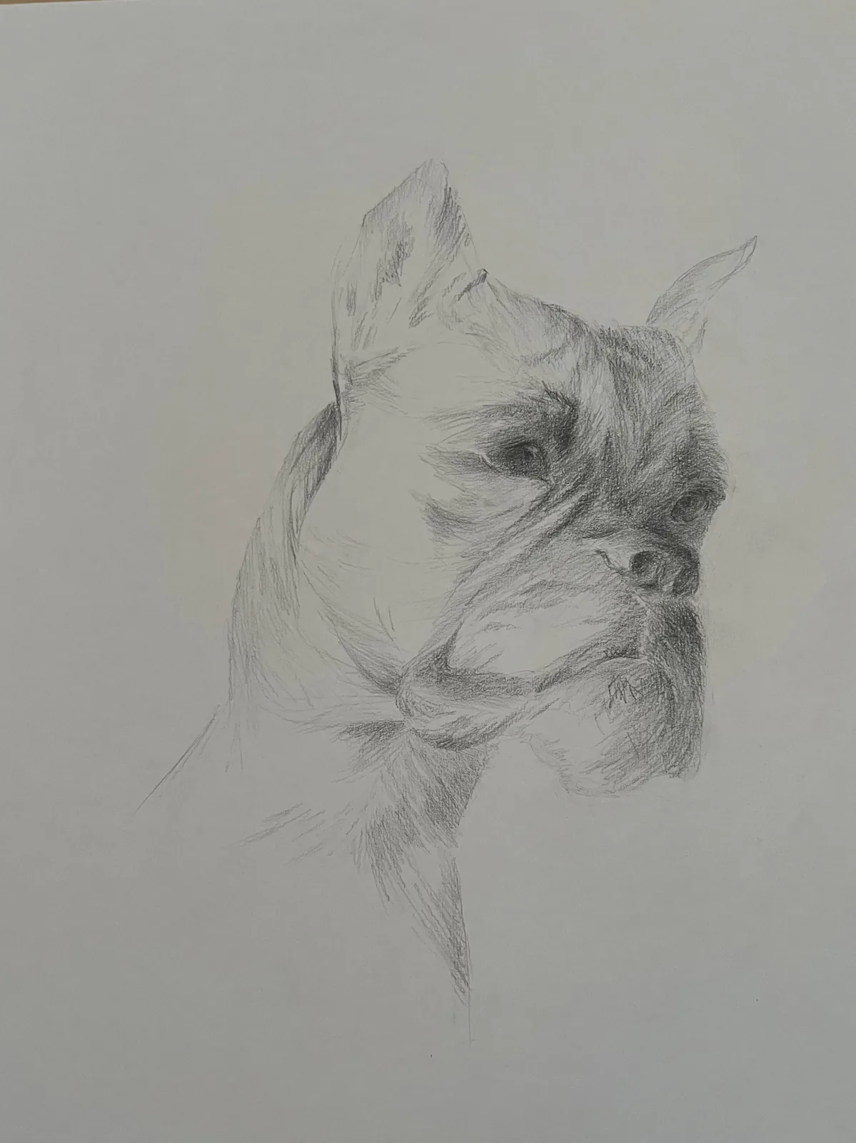 Chien, crayon sur papier