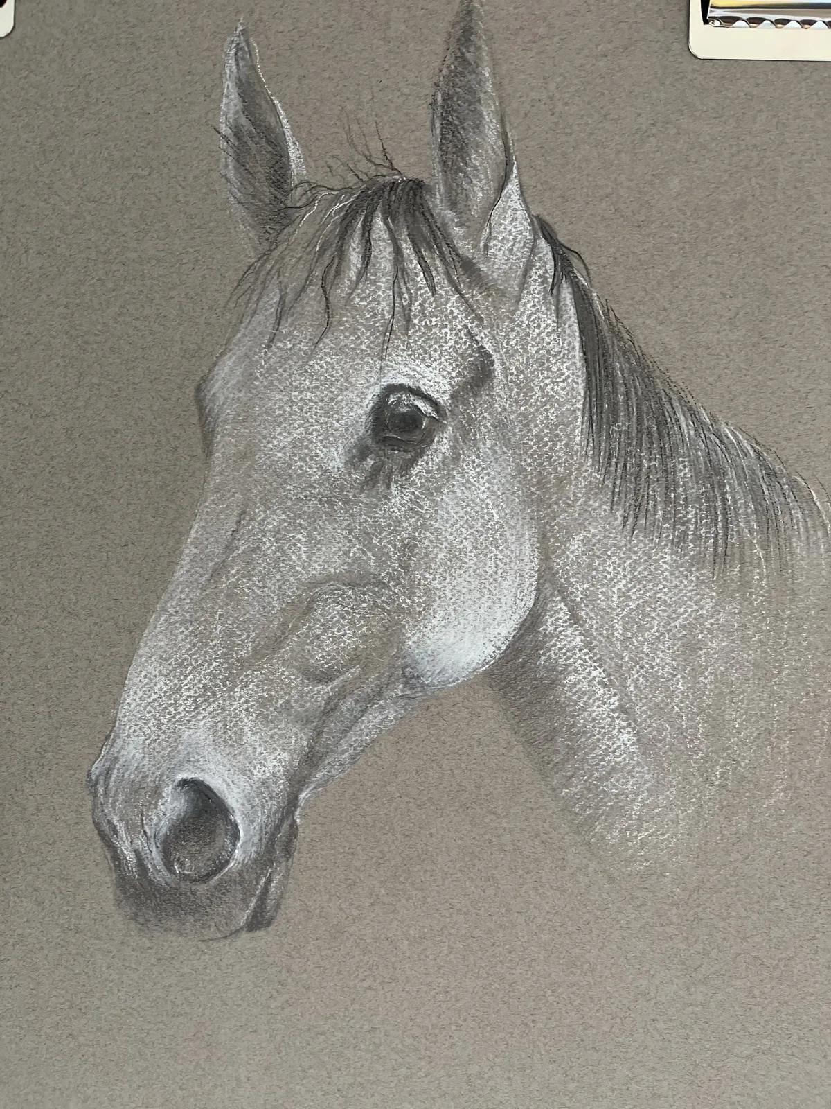 Fidji de la Caravelle, crayon, fusain et carré Conté sur papier mi-teinte gris