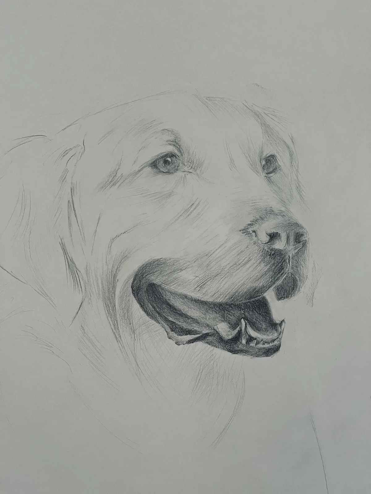 Labrador, crayon sur papier