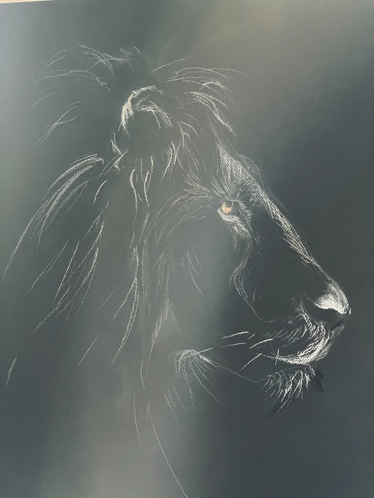 Lion, craie sur papier noir