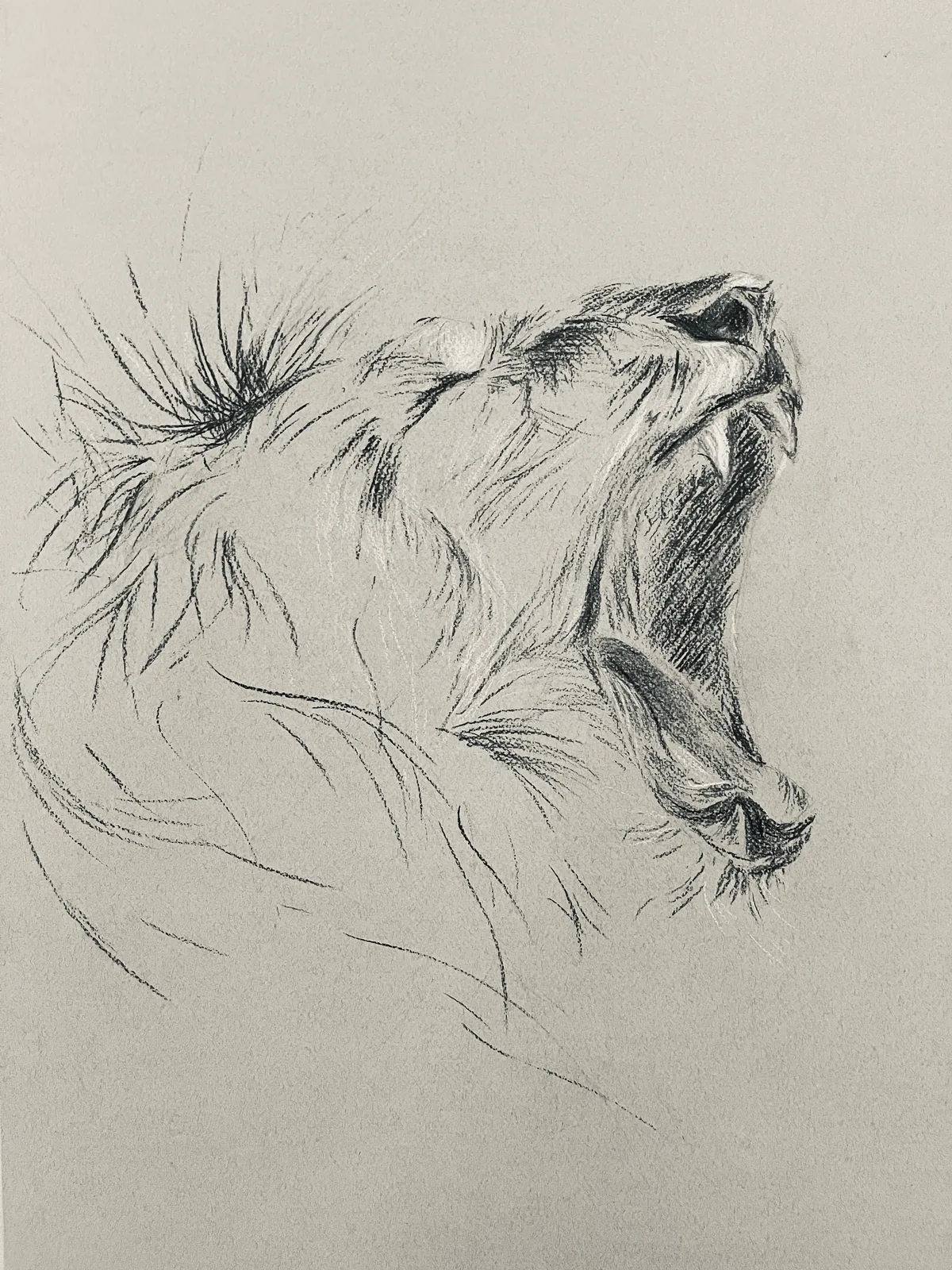 Lion, fusain sur papier