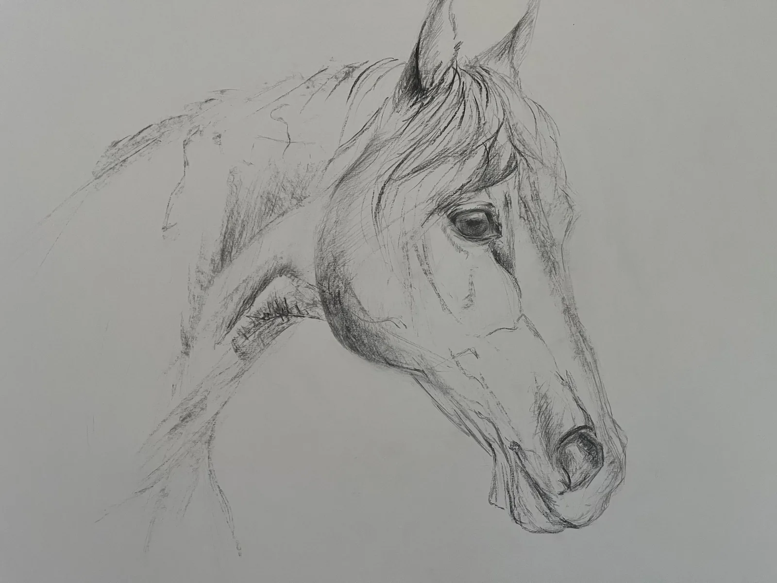 Portrait de cheval, carre Conte sur papier