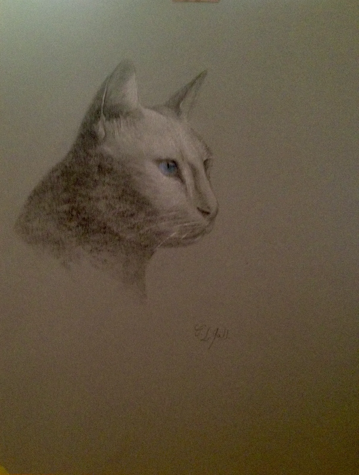 Chat, fusain, crayon et carre Conte