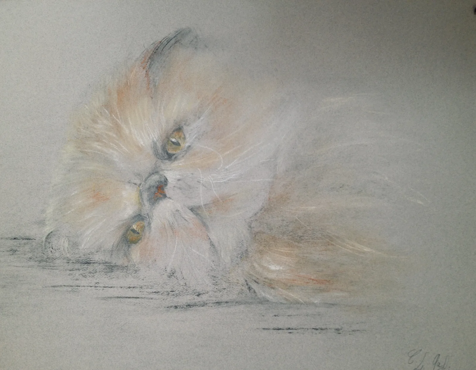 Chat persan, crayon et pastel sur papier