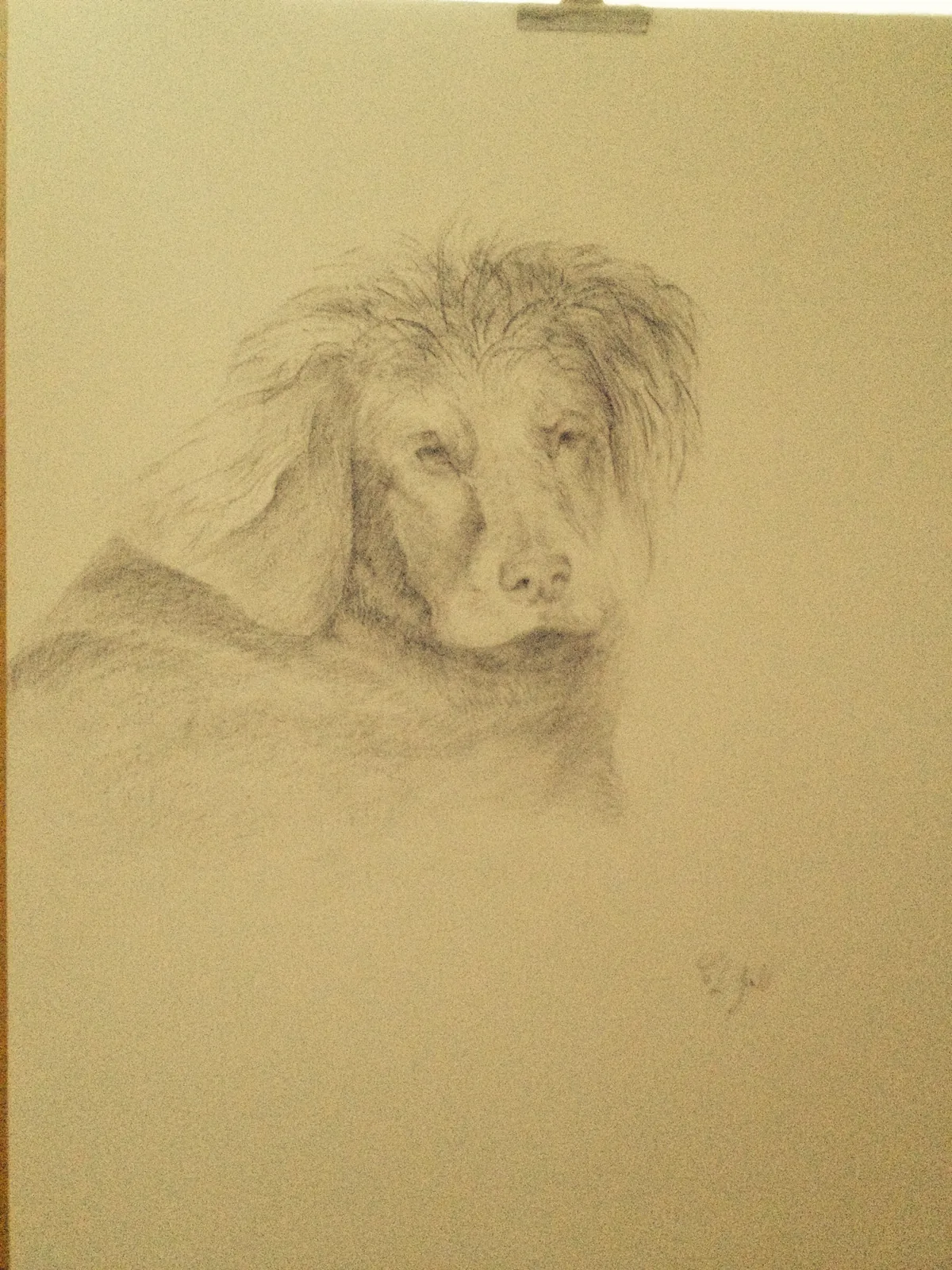 Chien, crayon sur papier